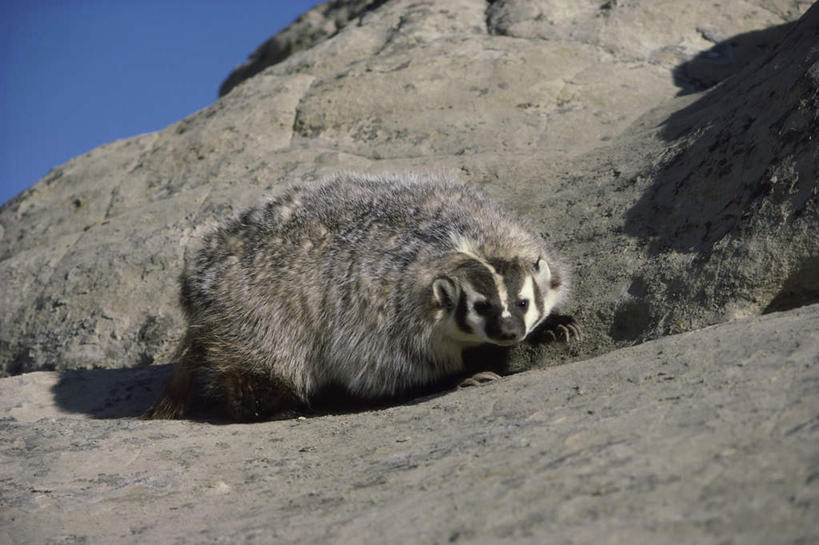 无人,横图,室外,白天,正面,石头,美景,野生动物,阴影,光线,石子,影子,景观,注视,一只,蓝色,蓝天,天空,阳光,自然,动物,天,观察,看,趴着,景色,可爱,活泼,晴朗,观看,察看,关注,自然风光,万里无云,狗獾,獾,石块,岩石,晴空,晴空万里,趴,彩图,全身