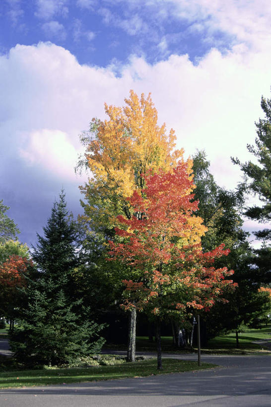 无人,竖图,室外,白天,正面,旅游,度假,草地,草坪,美景,秋季,树林,植物,道路,路,美国,阴影,光线,影子,景观,云,云朵,小路,交通,云彩,娱乐,草,树,树木,蓝色,绿色,白云,蓝天,天空,阳光,自然,天,享受,休闲,景色,放松,生长,晴朗,成长,北美,北美洲,自然风光,美洲,威斯康辛州,北亚美利加洲,亚美利加洲,威斯康星,威斯康星州,威斯康辛,权皮之州,獾穴之州,美洲獾之州,獾州,奶制品之州,晴空,秋,秋天,彩图