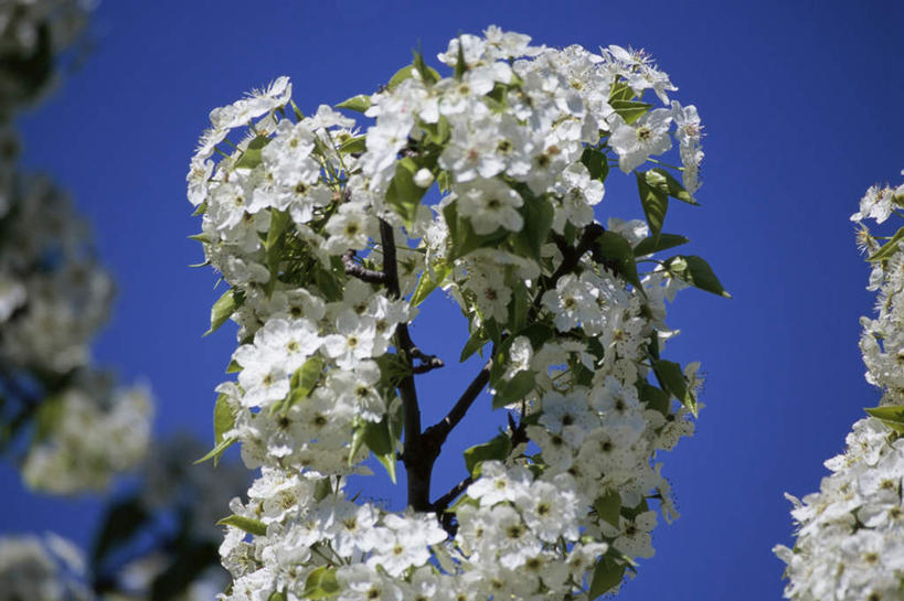 无人,横图,室外,特写,白天,正面,美景,植物,阴影,朦胧,模糊,盛开,光线,影子,景观,枝条,花蕾,花,花瓣,花朵,鲜花,树,树木,树枝,蓝色,蓝天,天空,阳光,自然,天,花苞,花蕊,景色,晴朗,梨花,自然风光,万里无云,虬枝,枝杈,晴空,晴空万里,彩图