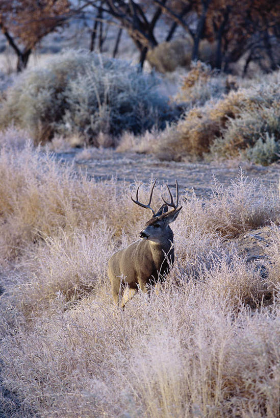 无人,站,竖图,室内,白天,侧面,旅游,度假,美景,植物,哺乳动物,鹿,野生动物,美国,阴影,枯萎,光线,影子,景观,枯草,注视,娱乐,草,一只,黄色,阳光,自然,动物,观察,看,站着,享受,休闲,景色,放松,可爱,活泼,观看,察看,北美,北美洲,关注,自然风光,白尾鹿,美洲,新墨西哥,新墨西哥州,北亚美利加洲,亚美利加洲,迷人之地,迷人之州,维基尼亚鹿,维吉尼亚鹿,博斯克德尔阿帕奇国家野生动物保护区,站立,彩图,全身