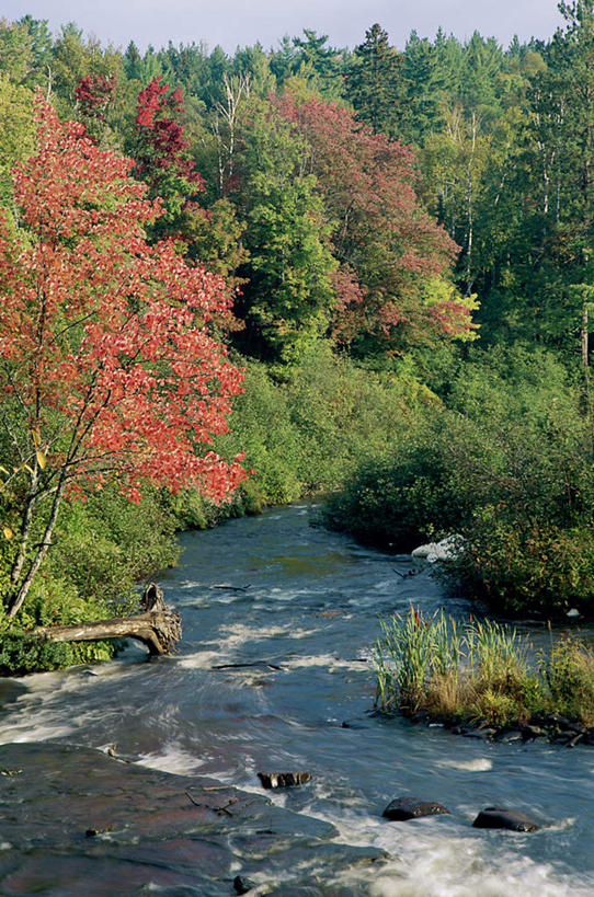 无人,竖图,室外,白天,正面,旅游,度假,草地,草坪,河流,美景,树林,水,植物,美国,加拿大,阴影,光线,影子,河水,景观,水流,娱乐,草,树,树木,蓝色,绿色,蓝天,天空,阳光,自然,天,享受,休闲,景色,放松,生长,晴朗,成长,北美,北美洲,自然风光,美洲,威斯康辛州,万里无云,明尼苏达州,北亚美利加洲,亚美利加洲,密歇根,密歇根州,貂熊州,狼獾之州,狼獾州,明尼苏达,北星之州,威斯康星,威斯康星州,威斯康辛,权皮之州,獾穴之州,美洲獾之州,獾州,奶制品之州,安大略省,安省,苏必利尔湖,北美洲五大湖,五大湖,晴空,晴空万里,彩图