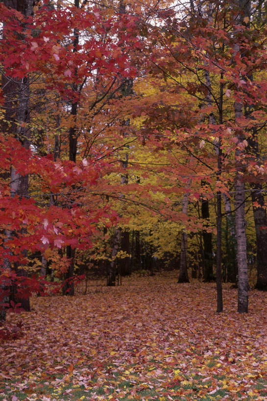 无人,竖图,室外,白天,正面,旅游,度假,美景,秋季,道路,路,枫树,叶子,许多,景观,小路,枫叶,枯叶,落叶,交通,娱乐,黄色,红色,自然,享受,休闲,景色,放松,枫树叶,自然风光,槭树,糖枫,糖槭,糖槭树,叶,叶片,秋,秋天,彩图