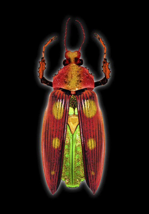 无人,竖图,室内,特写,白天,正面,阴影,黑色背景,反射,昆虫,影子,斑点,甲壳虫,一只,黄色,红色,绿色,动物,摄影,影棚,甲虫,益虫,彩图,全身,影棚拍摄,拍摄