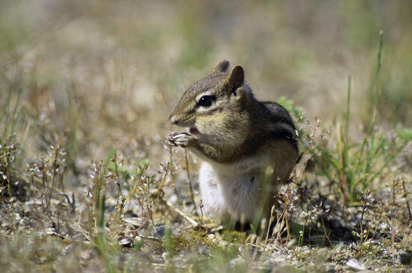 无人,站,吃,横图,室外,特写,白天,正面,草地,草坪,美景,植物,野生动物,握,阴影,朦胧,模糊,光线,影子,景观,注视,草,一只,绿色,阳光,自然,动物,松鼠,观察,看,站着,景色,可爱,握着,活泼,观看,察看,关注,自然风光,花栗鼠,嚼,食,站立,彩图,全身