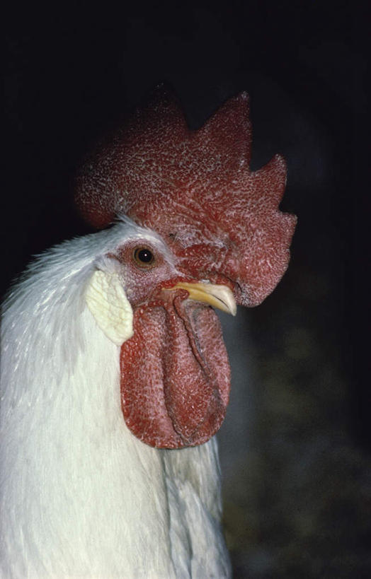 头,无人,站,竖图,室外,特写,白天,侧面,美景,鸡,阴影,光线,影子,景观,鸡冠,注视,家禽,一只,红色,白色,阳光,自然,动物,观察,看,站着,景色,牲畜,观看,察看,关注,自然风光,头部,站立,半身,彩图