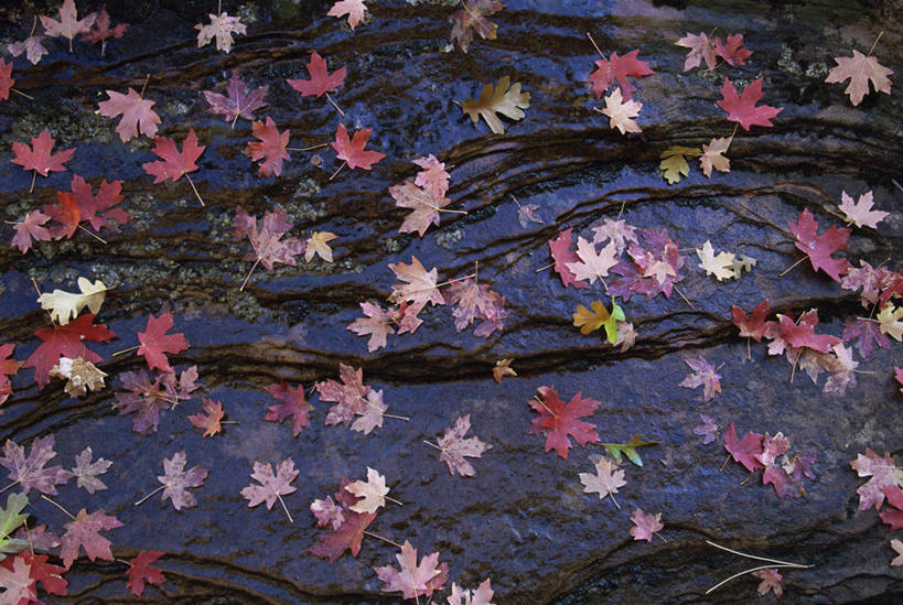 无人,公园,横图,俯视,室外,特写,白天,旅游,度假,美景,叶子,美国,阴影,光线,影子,景观,枫叶,枯叶,落叶,娱乐,黄色,红色,阳光,自然,享受,休闲,景色,放松,枫树叶,北美,北美洲,犹他州,自然风光,美洲,北亚美利加洲,亚美利加洲,犹他,蜂窝之州,蜂房州,锡安国家公园,宰恩国家公园,叶,叶片,彩图,高角度拍摄