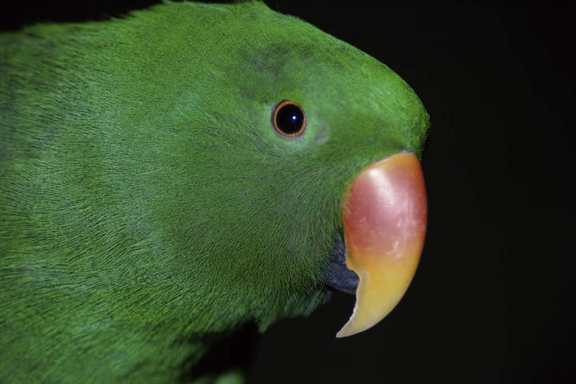 头,无人,横图,室内,特写,白天,侧面,鸟,鹦鹉,羽毛,阴影,黑色背景,轻盈,柔软,反射,鸟类,影子,注视,一只,绿色,动物,观察,看,可爱,摄影,活泼,影棚,观看,察看,关注,轻柔,观赏鸟,头部,半身,彩图,影棚拍摄,拍摄,折衷鹦鹉