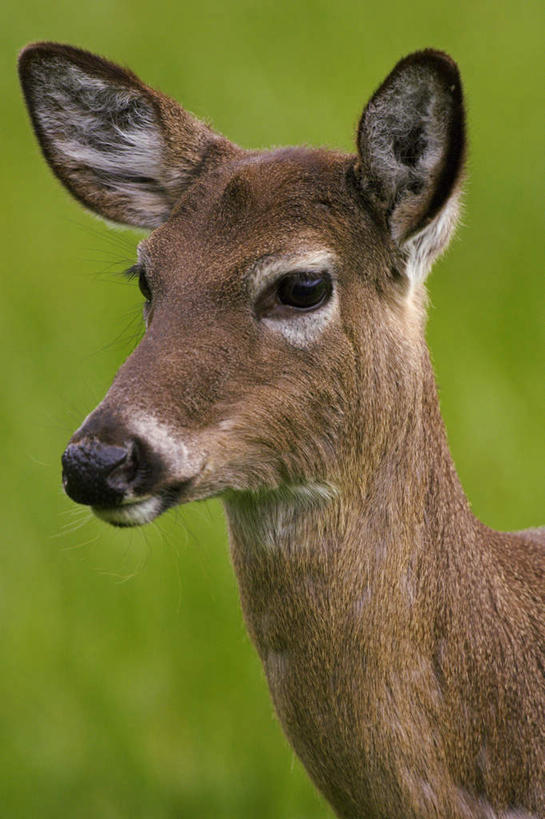 头,无人,站,竖图,室外,特写,白天,正面,草地,草坪,美景,植物,哺乳动物,鹿,野生动物,阴影,朦胧,模糊,光线,影子,景观,注视,草,一只,绿色,阳光,自然,动物,观察,看,站着,景色,可爱,活泼,观看,察看,关注,自然风光,白尾鹿,维基尼亚鹿,维吉尼亚鹿,头部,站立,半身,彩图
