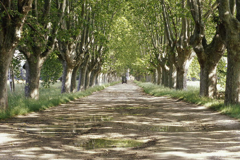 无人,横图,室外,白天,正面,消失点,旅游,度假,草地,草坪,美景,树林,植物,道路,路,法国,欧洲,景观,小路,交通,娱乐,草,树,树木,绿色,自然,享受,休闲,景色,放松,生长,成长,普罗旺斯,自然风光,法兰西共和国,法兰西第五共和国,普罗旺斯省,彩图