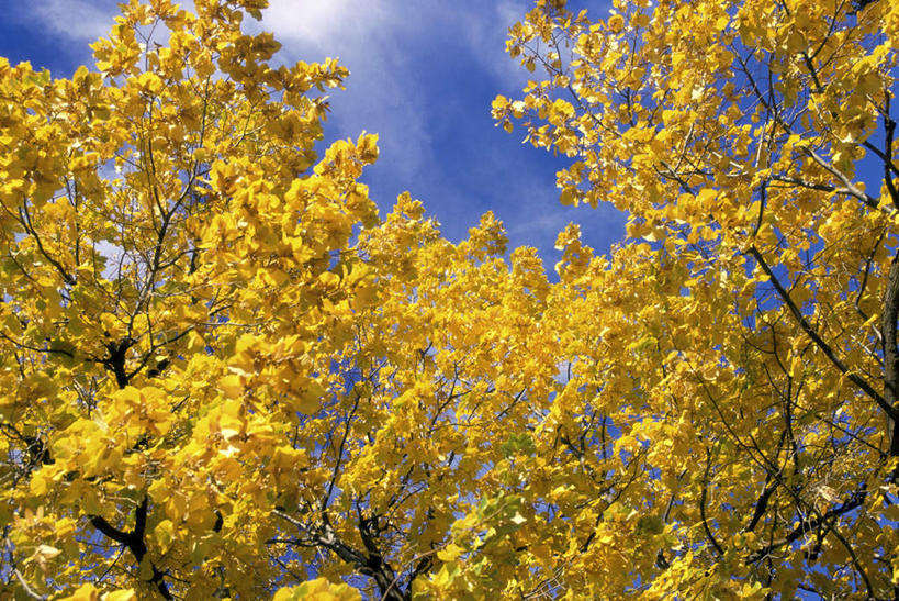 无人,横图,室外,特写,白天,仰视,美景,秋季,植物,美国,阴影,光线,影子,景观,云,云朵,枝条,云彩,树,树木,树枝,蓝色,白云,蓝天,天空,阳光,自然,天,景色,晴朗,北美,北美洲,自然风光,美洲,爱达荷州,北亚美利加洲,亚美利加洲,爱达荷,爱达华州,宝石之州,宝石州,虬枝,枝杈,晴空,秋,秋天,彩图,低角度拍摄