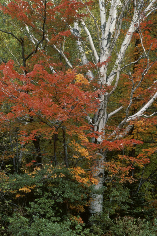 无人,竖图,室外,白天,正面,旅游,度假,美景,秋季,树林,植物,阴影,光线,影子,景观,枝条,娱乐,树,树木,树枝,绿色,阳光,自然,享受,休闲,景色,放松,生长,成长,自然风光,虬枝,枝杈,秋,秋天,彩图