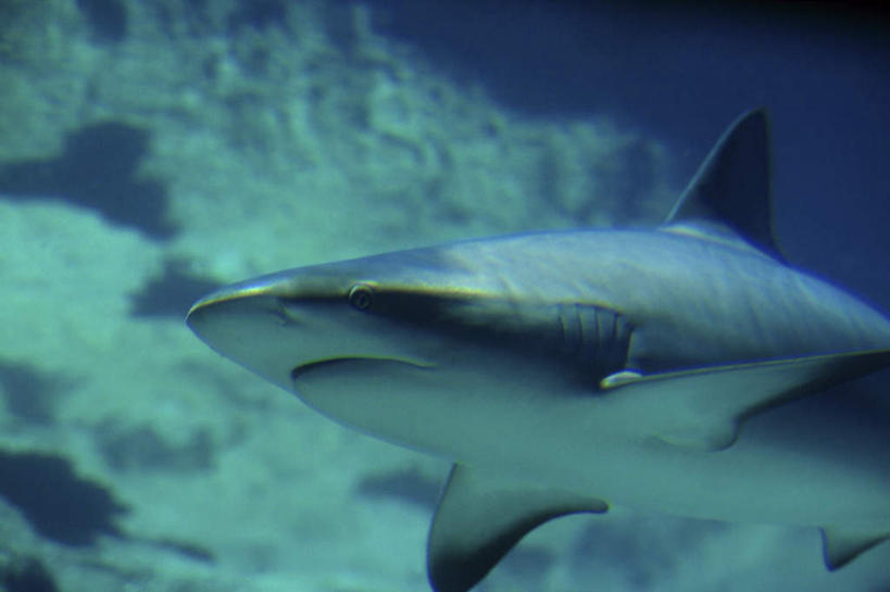 游泳,无人,横图,室外,特写,白天,正面,海底,水下,海浪,海洋,美景,鲨鱼,野生动物,一条,朦胧,模糊,景观,浪花,水底,注视,自然,海水,动物,观察,看,景色,海底世界,观看,察看,关注,自然风光,凶猛,海景,泅水,拍浮,加勒比礁鲨,加勒比真鲨,残暴,凶残,大海,风浪,海,海床,海水的波动,近岸浪,涌浪,沙鱼,半身,彩图