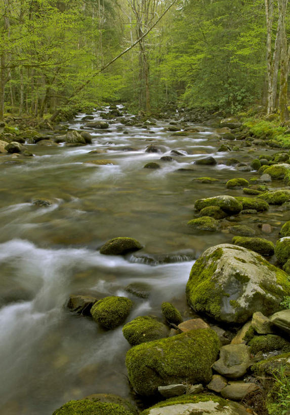 无人,公园,竖图,室外,白天,正面,旅游,度假,河流,石头,美景,水,植物,美国,阴影,光线,石子,影子,河水,景观,水流,娱乐,树,树木,绿色,小溪,阳光,自然,溪水,享受,休闲,景色,放松,生长,成长,北美,北美洲,国家公园,自然风光,美洲,田纳西州,北亚美利加洲,亚美利加洲,田纳西,志愿之州,大雾山国家公园,大烟山国家公园,大雾山公园,大烟山公园,大雾山,大烟山,石块,岩石,彩图