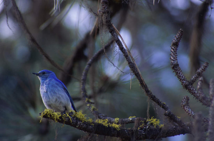 无人,站,横图,室外,白天,正面,美景,植物,鸟,阴影,朦胧,模糊,光线,鸟类,知更鸟,影子,景观,枝条,注视,树,树木,树枝,一只,阳光,自然,观察,看,站着,景色,观看,察看,关注,自然风光,红襟鸟,欧亚鸲,知更雀,虬枝,枝杈,罗宾鸟,蓝知更鸟,站立,彩图,全身