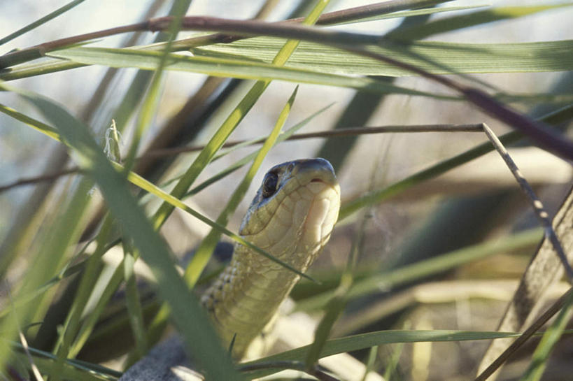 头,无人,横图,室外,特写,白天,正面,美景,植物,野生动物,叶子,一条,阴影,朦胧,模糊,光线,爬行动物,蛇,纹理,影子,景观,绿叶,注视,绿色,阳光,自然,动物,观察,看,嫩叶,景色,观看,察看,关注,自然风光,冷血动物,凶猛,脊椎动物,长虫,乌蛇,乌梢蛇,肌理,无毒,乌风蛇,残暴,凶残,头部,叶,叶片,叶脉,抬头,仰头,半身,彩图,冷血