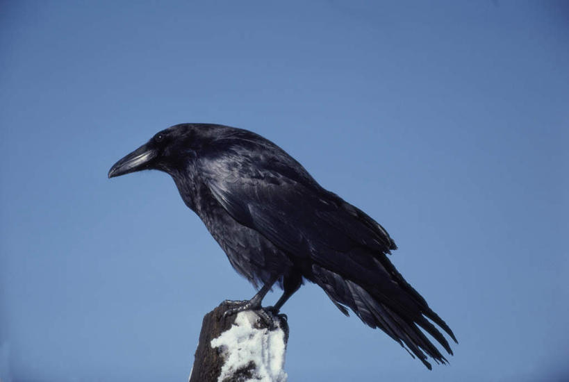 无人,站,横图,室外,特写,白天,侧面,旅游,度假,美景,鸟,野生动物,阴影,光线,鸟类,影子,景观,树桩,注视,娱乐,树,树干,一只,蓝色,蓝天,天空,阳光,自然,动物,天,观察,看,站着,享受,休闲,木桩,景色,放松,晴朗,观看,乌鸦,死亡,吉祥,察看,关注,自然风光,万里无云,不祥,楚乌,老鸹,厄运,恐惧,晴空,晴空万里,站立,彩图,全身