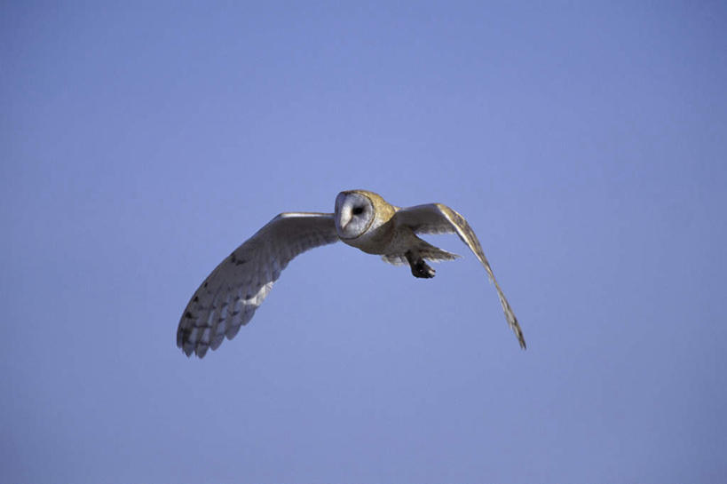 无人,横图,室外,白天,正面,旅游,度假,美景,猫头鹰,鸟,野生动物,飞翔,伸展,张开,展翅,阴影,飞行,光线,翅膀,鸟类,影子,景观,翱翔,注视,娱乐,飞,一只,蓝色,蓝天,天空,阳光,自然,动物,天,观察,看,享受,休闲,景色,放松,晴朗,观看,察看,谷仓猫头鹰,关注,自然风光,凶猛,张开翅膀,万里无云,展开翅膀,残暴,凶残,晴空,晴空万里,鸮,枭,彩图,全身