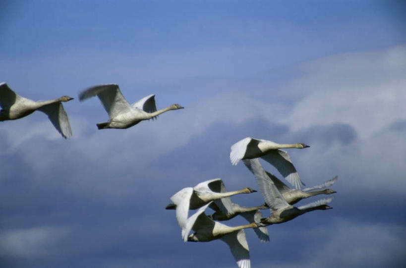 无人,横图,室外,白天,仰视,旅游,度假,美景,鸟,野生动物,天鹅,许多,飞翔,伸展,张开,展翅,阴影,飞行,光线,翅膀,鸟类,影子,景观,云,云朵,翱翔,云彩,注视,娱乐,飞,蓝色,白云,蓝天,天空,阳光,自然,动物,天,观察,看,享受,休闲,景色,放松,可爱,晴朗,观看,察看,关注,自然风光,张开翅膀,黑嘴天鹅,展开翅膀,晴空,鹄,半身,彩图,低角度拍摄