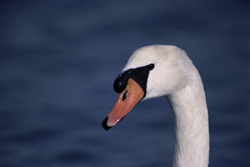 头,无人,站,横图,室外,特写,白天,正面,河流,美景,水,鸟,野生动物,天鹅,阴影,朦胧,模糊,光线,鸟类,影子,河水,景观,水流,注视,一只,阳光,自然,动物,观察,看,站着,景色,可爱,观看,察看,关注,自然风光,黑嘴天鹅,头部,鹄,站立,半身,彩图