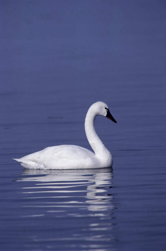 游泳,无人,竖图,室外,白天,侧面,旅游,度假,河流,美景,水,鸟,野生动物,天鹅,阴影,光线,鸟类,影子,河水,景观,水流,注视,娱乐,一只,阳光,自然,动物,观察,看,享受,休闲,景色,放松,可爱,观看,察看,关注,自然风光,泅水,黑嘴天鹅,拍浮,鹄,彩图,全身