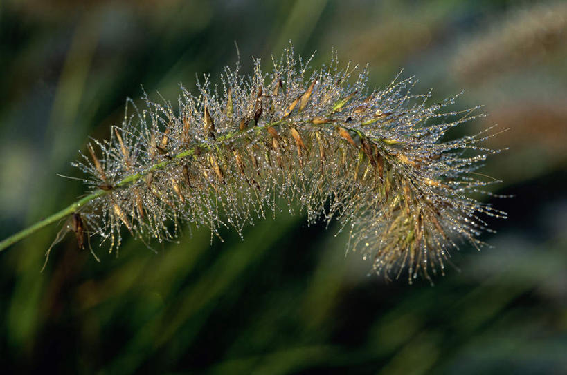 无人,横图,室外,特写,白天,正面,美景,水,植物,露水,叶子,朦胧,模糊,透明,纹路,纹理,液体,景观,水滴,绿叶,水珠,绿色,自然,露珠,嫩叶,景色,毛茸茸,生长,成长,生机,剔透,自然风光,肌理,灵动,通明,叶,叶片,彩图,晶莹