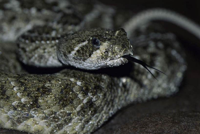 无人,横图,室外,特写,白天,正面,旅游,度假,美景,野生动物,一条,朦胧,模糊,爬行动物,蛇,景观,注视,娱乐,吐舌头,盘旋,自然,动物,观察,看,趴着,伸舌头,享受,休闲,吐舌,景色,放松,观看,察看,有毒,关注,自然风光,冷血动物,凶猛,脊椎动物,长虫,响尾蛇,残暴,凶残,趴,半身,彩图,冷血