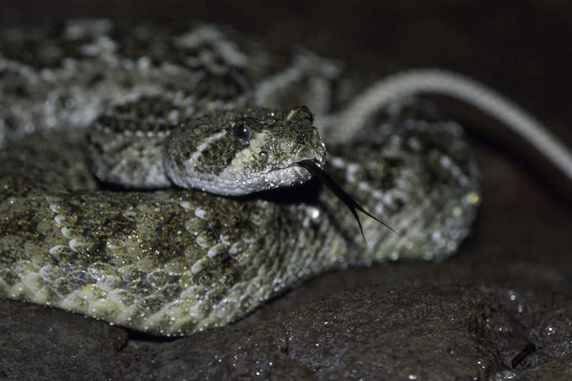 无人,横图,室外,特写,白天,正面,旅游,度假,美景,野生动物,一条,朦胧,模糊,爬行动物,蛇,景观,注视,娱乐,吐舌头,盘旋,自然,动物,观察,看,趴着,伸舌头,享受,休闲,吐舌,景色,放松,观看,察看,有毒,关注,自然风光,冷血动物,凶猛,脊椎动物,长虫,响尾蛇,残暴,凶残,趴,半身,彩图,冷血