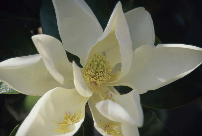 无人,横图,俯视,室外,特写,白天,美景,玉兰花,叶子,阴影,朦胧,模糊,盛开,光线,影子,景观,绿叶,花蕾,花,花瓣,花朵,鲜花,一朵,黄色,白色,阳光,自然,花苞,花蕊,嫩叶,景色,自然风光,辛夷,木笔,木兰花,望春玉兰,辛夷花,叶,叶片,玉兰,应春花,望春花,木兰,彩图,高角度拍摄