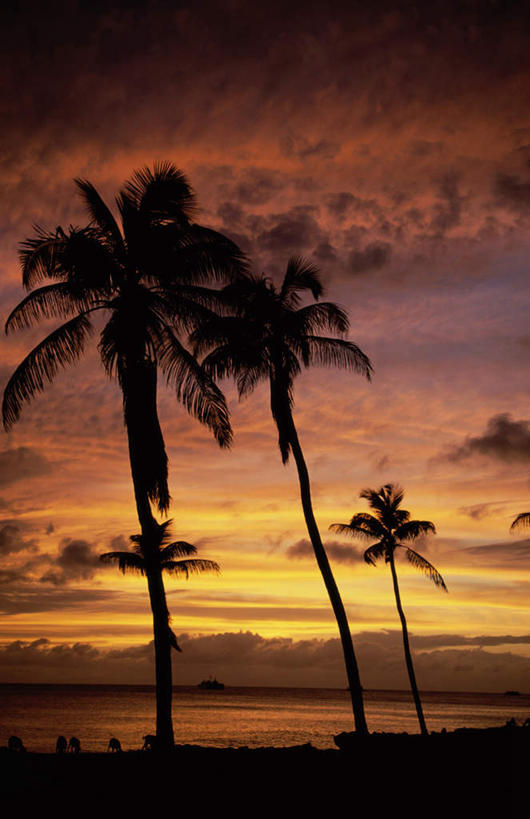 无人,竖图,室外,白天,正面,旅游,度假,海浪,海洋,美景,日落,植物,棕榈树,叶子,景观,浪花,水平线,晚霞,霞光,落日,辽阔,绿叶,海平线,背光,娱乐,树,树木,绿色,自然,海水,黄昏,享受,休闲,广阔,嫩叶,景色,彩霞,南美,放松,生长,成长,一望无际,南美洲,西印度群岛,拉丁美洲,自然风光,美洲,逆光,海景,棕榈叶,亚美利加洲,南亚美利加洲,无边无际,一马平川,夕照,背风群岛,叶,叶片,大海,风浪,海,海水的波动,近岸浪,涌浪,夕阳,彩图,水天相接,水天一线,斜阳