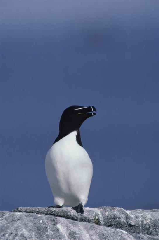 无人,站,竖图,室外,白天,正面,旅游,度假,石头,美景,海鸟,鸟,阴影,光线,鸟类,石子,影子,景观,扭头,注视,娱乐,一只,蓝色,白色,黑色,蓝天,天空,阳光,自然,天,观察,看,站着,转头,享受,休闲,景色,放松,晴朗,观看,察看,关注,自然风光,潜鸟,万里无云,海雀,刀嘴海雀,石块,岩石,晴空,晴空万里,站立,彩图,全身