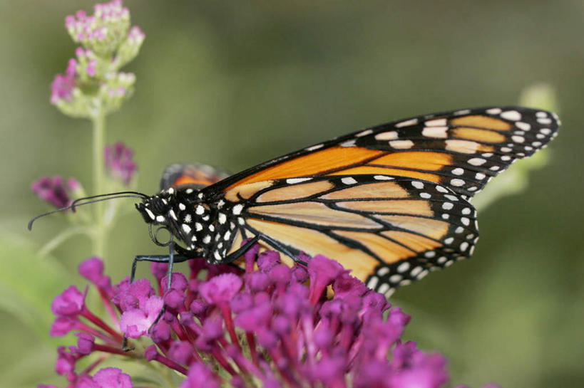 无人,横图,室外,特写,白天,正面,旅游,度假,美景,蝴蝶,伸展,张开,展翅,朦胧,模糊,盛开,翅膀,昆虫,景观,花蕾,停留,娱乐,花,花瓣,花朵,鲜花,一只,粉色,自然,动物,花苞,花蕊,享受,休闲,景色,放松,黑脉金斑蝶,停止,自然风光,益虫,张开翅膀,帝王蝶,大桦斑蝶,黑脉桦斑蝶,逗留,停顿,展开翅膀,彩图,全身