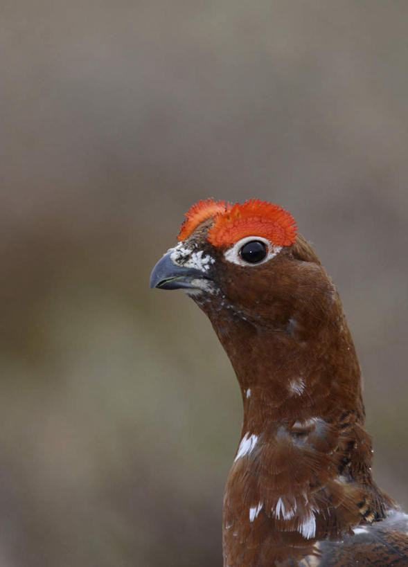 头,无人,站,竖图,室外,特写,白天,正面,旅游,度假,美景,鸟,朦胧,模糊,鸟类,景观,棕色,注视,娱乐,一只,红色,自然,观察,看,站着,享受,休闲,景色,放松,观看,察看,关注,自然风光,柳松鸡,红松鸡,阿拉斯加州鸟,快乐鸟,头部,站立,半身,彩图