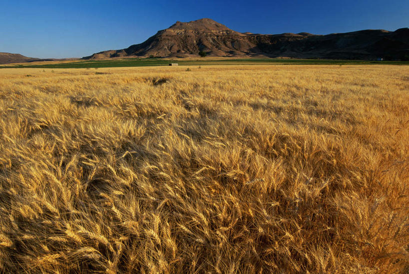无人,农田,横图,室外,白天,正面,旅游,度假,庄稼,农作物,小麦,石头,美景,山,山脉,美国,阴影,光线,石子,影子,景观,山峰,谷物,山峦,娱乐,蓝色,蓝天,天空,阳光,自然,群山,天,享受,休闲,景色,放松,麦子,晴朗,北美,北美洲,自然风光,美洲,俄勒冈州,万里无云,俄勒冈,北亚美利加洲,亚美利加洲,落日之州,水獭之州,海狸州,石块,岩石,晴空,晴空万里,彩图,耕地,庄稼田