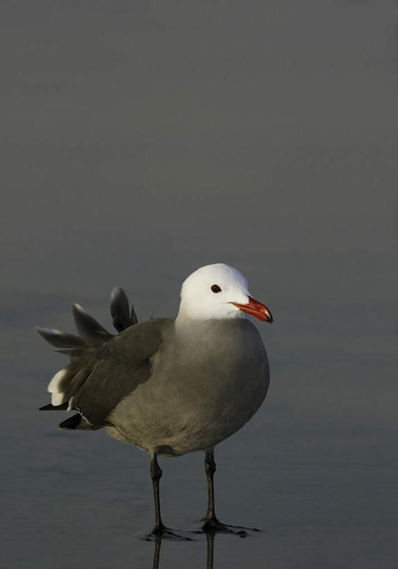 无人,站,竖图,室外,白天,正面,旅游,度假,海浪,海洋,美景,沙滩,鸟,阴影,光线,鸟类,沙子,影子,海岸,景观,浪花,沙地,注视,娱乐,一只,阳光,自然,海水,观察,看,站着,享受,休闲,景色,放松,观看,察看,关注,自然风光,鸥,海景,银鸥,黑背鸥,黄腿鸥,大海,风浪,海,海水的波动,海滩,近岸浪,涌浪,站立,彩图,全身,黄脚鸥