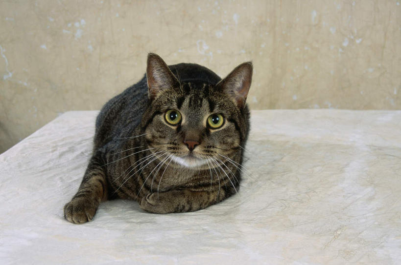 无人,躺,横图,室内,白天,正面,桌面,桌子,宠物,猫,阴影,反射,木制,影子,注视,一只,黑色,动物,木制品,观察,看,可爱,观看,察看,关注,猫咪,缅因库恩猫,缅因猫,卧着,躺着,卧,彩图,全身