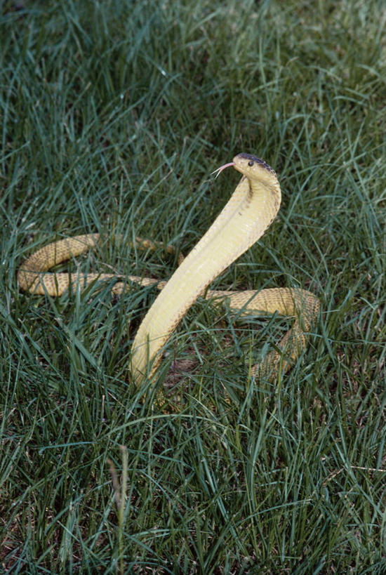 无人,竖图,俯视,室外,白天,旅游,度假,草地,草坪,美景,植物,野生动物,一条,爬行动物,蛇,景观,注视,娱乐,吐舌头,盘旋,草,绿色,自然,动物,观察,看,伸舌头,享受,休闲,吐舌,景色,放松,观看,察看,有毒,关注,自然风光,冷血动物,凶猛,脊椎动物,长虫,眼镜蛇,残暴,凶残,彩图,高角度拍摄,全身,冷血