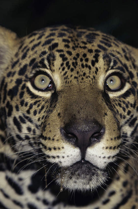 头,无人,竖图,室外,特写,白天,正面,旅游,度假,美景,野生动物,花纹,朦胧,模糊,景观,注视,娱乐,一只,自然,动物,观察,看,享受,休闲,景色,放松,观看,察看,关注,自然风光,美洲豹,凶猛,美洲虎,残暴,凶残,头部,半身,彩图