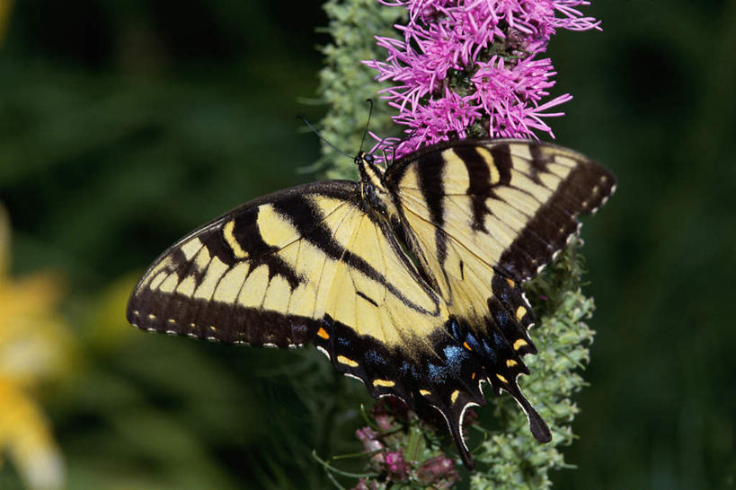 无人,横图,室外,特写,白天,正面,旅游,度假,美景,蝴蝶,伸展,张开,展翅,阴影,朦胧,模糊,盛开,光线,翅膀,昆虫,影子,景观,花蕾,停留,娱乐,花,花瓣,花朵,鲜花,一只,粉色,阳光,自然,动物,花苞,花蕊,享受,休闲,景色,放松,停止,自然风光,益虫,张开翅膀,逗留,停顿,虎凤蝶,展开翅膀,彩图,全身