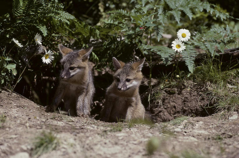 无人,站,横图,室外,白天,正面,旅游,度假,美景,狐狸,野生动物,叶子,阴影,朦胧,模糊,盛开,光线,影子,景观,绿叶,花蕾,注视,娱乐,花,花瓣,花朵,鲜花,白色,阳光,自然,动物,花苞,花蕊,观察,看,站着,两只,享受,休闲,嫩叶,景色,放松,观看,察看,关注,自然风光,狡猾,灰狐,狡诈,叶,叶片,站立,彩图,全身