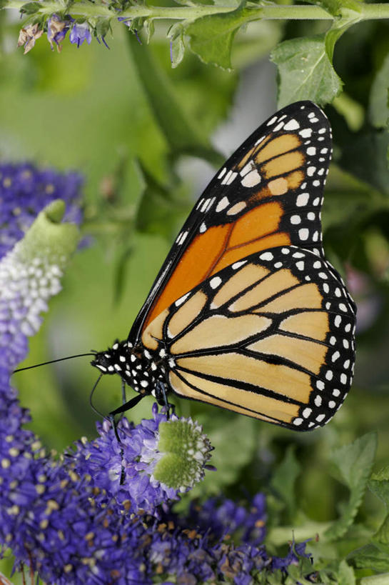 无人,竖图,室外,特写,白天,侧面,旅游,度假,美景,植物,蝴蝶,叶子,朦胧,模糊,盛开,昆虫,纹理,景观,绿叶,花蕾,停留,娱乐,花,花瓣,花朵,鲜花,一只,绿色,紫色,自然,动物,花苞,花蕊,享受,休闲,嫩叶,景色,放松,黑脉金斑蝶,停止,自然风光,益虫,帝王蝶,肌理,大桦斑蝶,黑脉桦斑蝶,逗留,停顿,叶,叶片,叶脉,彩图,全身
