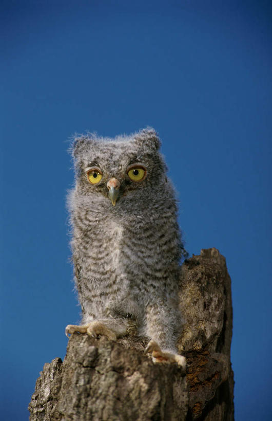 无人,站,竖图,室外,特写,白天,正面,旅游,度假,美景,猫头鹰,鸟,野生动物,阴影,光线,鸟类,影子,景观,树桩,注视,娱乐,树,树干,一只,蓝色,灰色,蓝天,天空,阳光,自然,动物,天,观察,看,站着,享受,休闲,木桩,景色,放松,晴朗,观看,察看,关注,自然风光,凶猛,长耳枭,万里无云,残暴,凶残,晴空,晴空万里,鸮,枭,站立,彩图,全身
