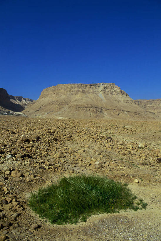 无人,竖图,室外,白天,正面,旅游,度假,草地,石头,美景,植物,以色列,亚洲,阴影,光线,石子,影子,景观,娱乐,草,蓝色,绿色,蓝天,天空,阳光,自然,天,享受,休闲,景色,放松,晴朗,自然风光,西亚,沉积岩,万里无云,以色列国,死海,马萨达,圣地,犹地亚沙漠,水成岩,石块,岩石,晴空,晴空万里,彩图