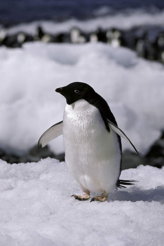 无人,站,竖图,室外,白天,正面,旅游,度假,南极,海浪,海洋,美景,雪,大雪,企鹅,野生动物,阴影,朦胧,模糊,光线,影子,积雪,景观,浪花,雪景,冬季,冬天,注视,娱乐,一只,阳光,自然,海水,动物,观察,看,站着,享受,休闲,景色,放松,寒冷,可爱,活泼,观看,察看,关注,自然风光,南极洲,海景,阿德利企鹅,严寒,阿黛利企鹅,南极大陆,南极地区,南极区,南极圈,第七大陆,大海,风浪,海,海水的波动,近岸浪,涌浪,站立,彩图,全身