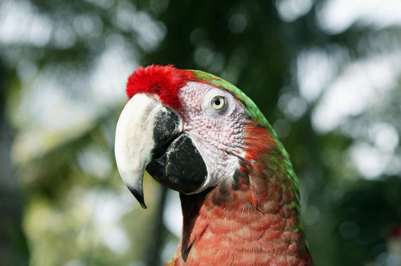 头,无人,站,横图,室外,特写,白天,正面,旅游,度假,美景,植物,鸟,鹦鹉,阴影,朦胧,模糊,光线,鸟类,影子,景观,注视,娱乐,树,树木,一只,红色,绿色,阳光,自然,动物,观察,看,站着,享受,休闲,景色,放松,可爱,活泼,生长,成长,观看,察看,金刚鹦鹉,关注,自然风光,观赏鸟,红绿金刚鹦鹉,小金刚鹦鹉,绿翅金刚鹦鹉,头部,站立,半身,彩图
