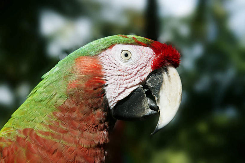 头,无人,站,横图,室外,特写,白天,侧面,旅游,度假,美景,植物,鸟,鹦鹉,阴影,朦胧,模糊,光线,鸟类,影子,景观,注视,娱乐,树,树木,一只,红色,绿色,阳光,自然,动物,观察,看,站着,享受,休闲,景色,放松,可爱,活泼,生长,成长,观看,察看,金刚鹦鹉,关注,自然风光,观赏鸟,红绿金刚鹦鹉,小金刚鹦鹉,绿翅金刚鹦鹉,头部,站立,半身,彩图