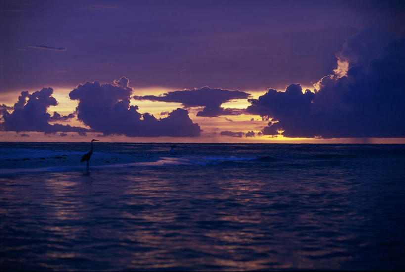 无人,站,横图,室外,白天,正面,旅游,度假,海浪,海洋,美景,日落,鸟,苍鹭,鸟类,景观,浪花,水平线,晚霞,霞光,落日,辽阔,海平线,背光,娱乐,一只,自然,海水,黄昏,站着,享受,休闲,广阔,景色,彩霞,放松,一望无际,自然风光,逆光,海景,灰鹳,无边无际,一马平川,夕照,大海,风浪,海,海水的波动,近岸浪,涌浪,夕阳,站立,彩图,全身,水天相接,水天一线,斜阳
