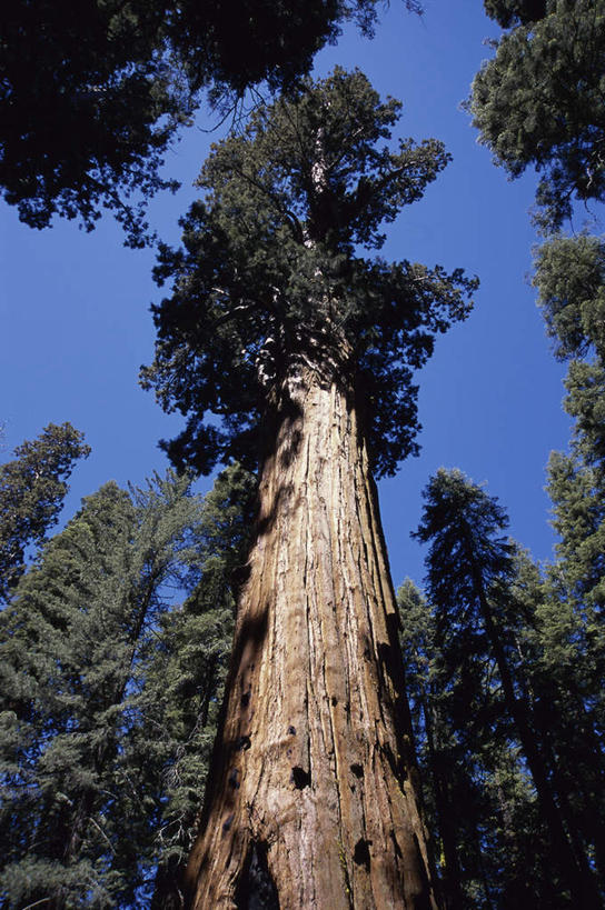 无人,公园,竖图,室外,白天,仰视,旅游,度假,美景,森林,树林,植物,美国,阴影,光线,影子,景观,树桩,娱乐,树,树干,树木,蓝色,绿色,蓝天,天空,阳光,自然,天,享受,休闲,木桩,景色,放松,生长,晴朗,成长,北美,北美洲,国家公园,加利福尼亚,自然风光,美洲,加州,加利福尼亚州,万里无云,金州,黄金州,北亚美利加洲,亚美利加洲,红杉国家公园,红杉树国家公园,红杉,常青红杉,海岸红杉,红杉树,晴空,晴空万里,彩图,低角度拍摄