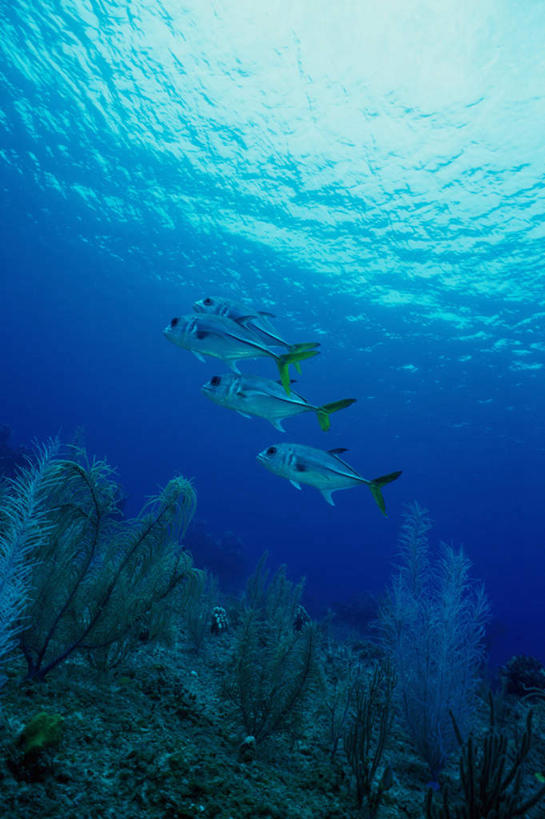 游泳,无人,竖图,室外,白天,侧面,旅游,度假,海底,水下,海浪,海洋,美景,鱼,景观,浪花,水底,注视,娱乐,鱼类,海洋生物,无脊椎动物,自然,海水,观察,看,四条,享受,休闲,景色,放松,海底世界,观看,腔肠动物,鲹鱼,察看,关注,自然风光,水生动物,水生物,海景,海底动物,鲹,泅水,珊瑚虫,拍浮,大海,风浪,海,海床,海水的波动,近岸浪,涌浪,彩图,全身,大眼鲹,杰克鱼