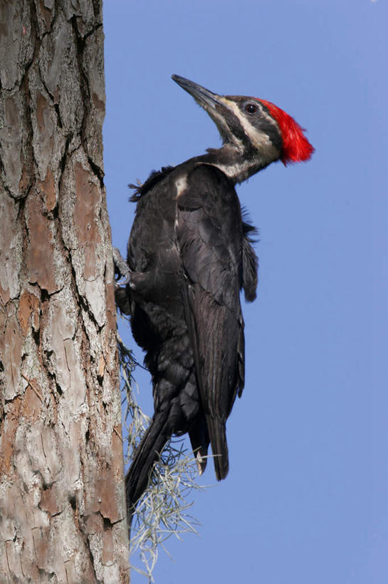 无人,站,竖图,室外,特写,白天,侧面,鸟,啄木鸟,阴影,光线,鸟类,影子,树桩,注视,树,树干,一只,红色,蓝色,黑色,蓝天,天空,阳光,天,观察,看,站着,木桩,晴朗,观看,察看,关注,万里无云,北美黑啄木鸟,黑啄木鸟,晴空,晴空万里,森林医生,站立,彩图,全身,益鸟