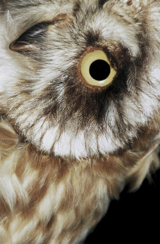 眼睛,眉毛,睫毛,无人,竖图,室外,特写,白天,正面,猫头鹰,鸟,野生动物,瞳孔,鸟类,注视,一只,动物,观察,看,眼部,观看,察看,关注,凶猛,残暴,凶残,睫,眉,眼,眼睫毛,眼眉,鸮,枭,半身,彩图,眼眉毛